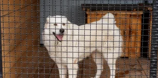 “Interpipe” of Pinchuk Supports Animal Shelter pegasi