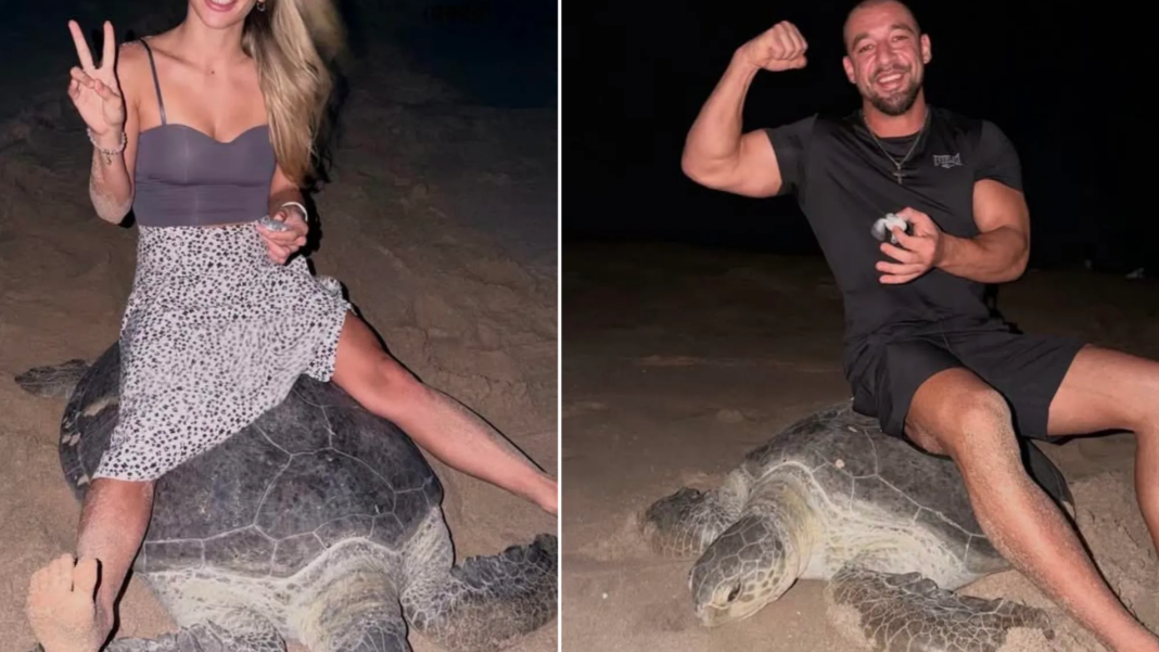 sea turtle oman