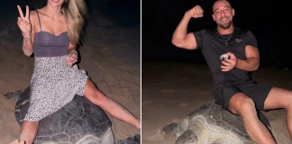 Creator of Oman sea turtle video apologizes after criticism sea turtle oman