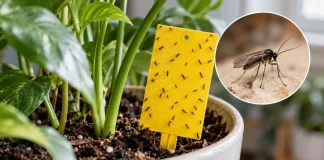 Fungus Gnats in Flower Pots: How to Identify and Get Rid of Them сціариди у вазоні та жовта липка пастка біля кімнатної рослини